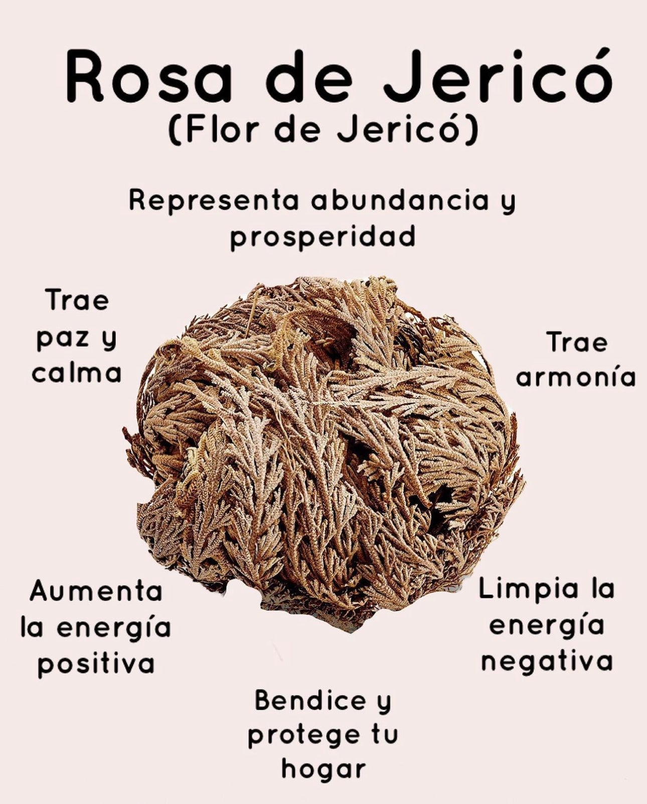 Flor de 𝐉𝐞𝐫𝐢𝐜𝐨